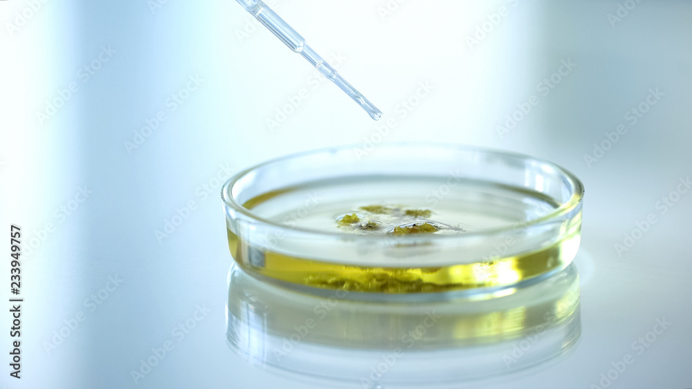 Laboratory assistant pouring drops on herbs in petri dish, cosmetology products