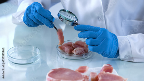 фотографія Scientist testing meat sample with magnifying glass, african swine fever virus