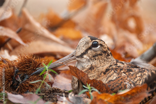Photos Eurasian woodcock, Scolopax rusticola, camouflaged among the leaves in Autumn