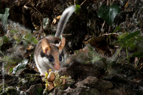 Garden Dormouse, Eliomys Quercinus, Looking for food in the countryside photo