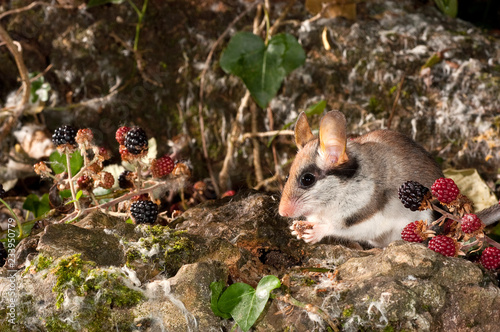 Garden Dormouse, Eliomys Quercinus, Looking for food in the countryside