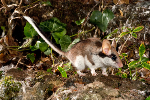 Garden Dormouse, Eliomys Quercinus, Looking for food in the countryside