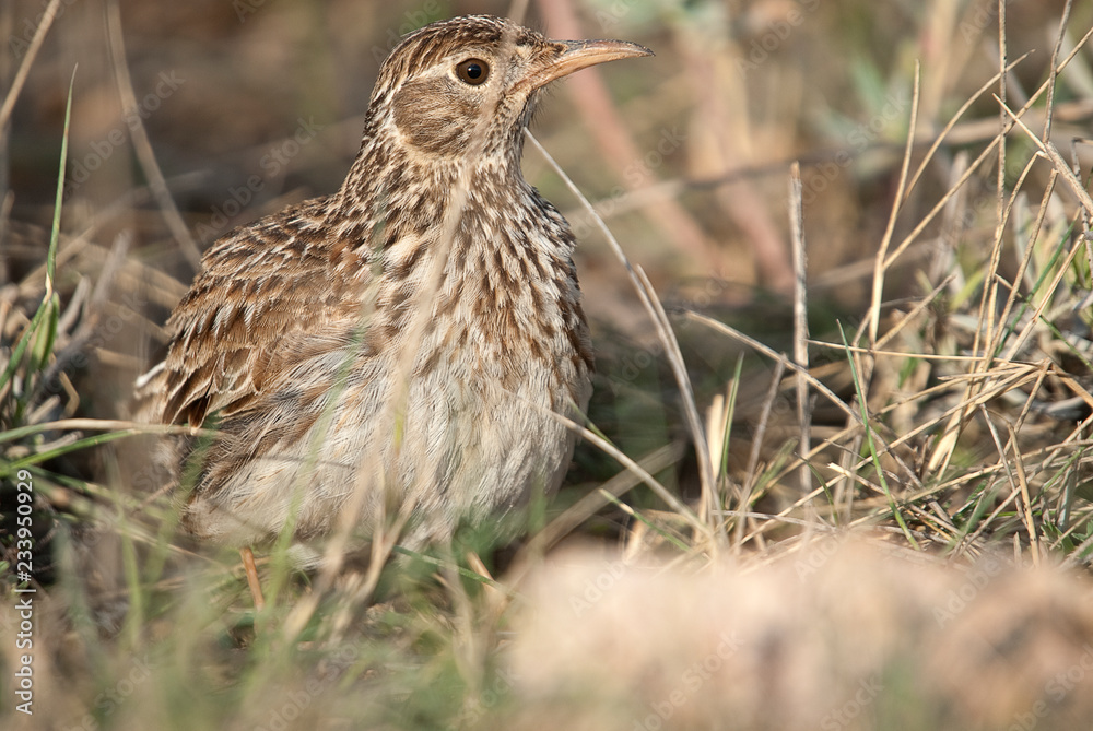 Lark of Dupont, Chersophilus duponti, in its habitat, Spain Lark of Dupont, Chersophilus duponti, in its habitat, Spain