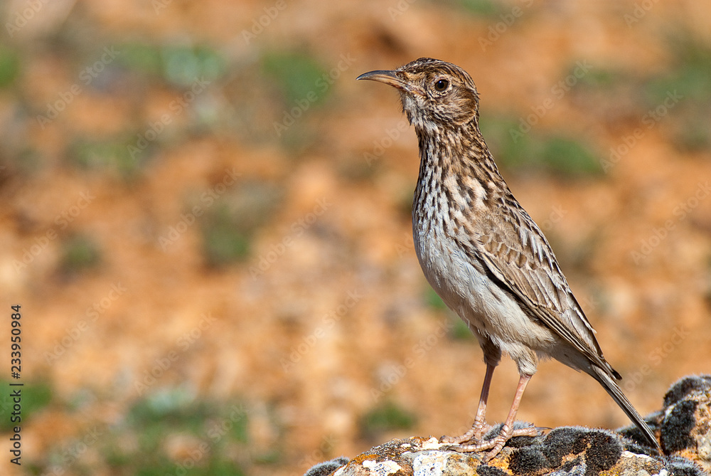 Lark of Dupont, Chersophilus duponti, in its habitat, Spain Lark of Dupont, Chersophilus duponti, in its habitat, Spain