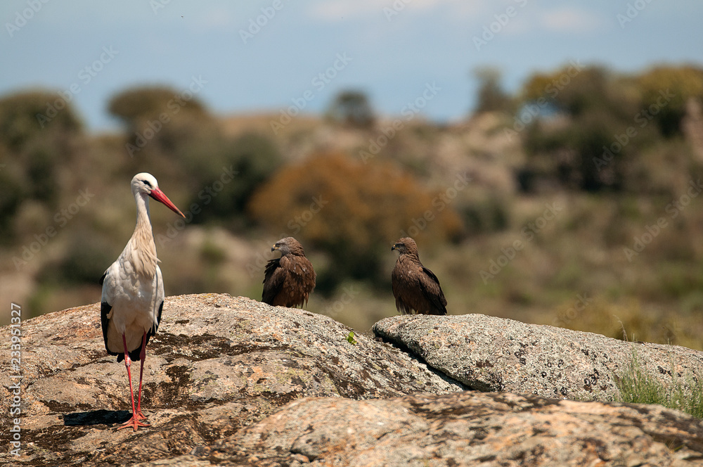 White stork standing on the rocks (Ciconia ciconia) White stork standing on the rocks (Ciconia ciconia)