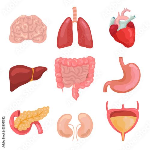 Cartoon human body organs. Healthy digestive, circulatory. Organ anatomy icons for medical chart vector set