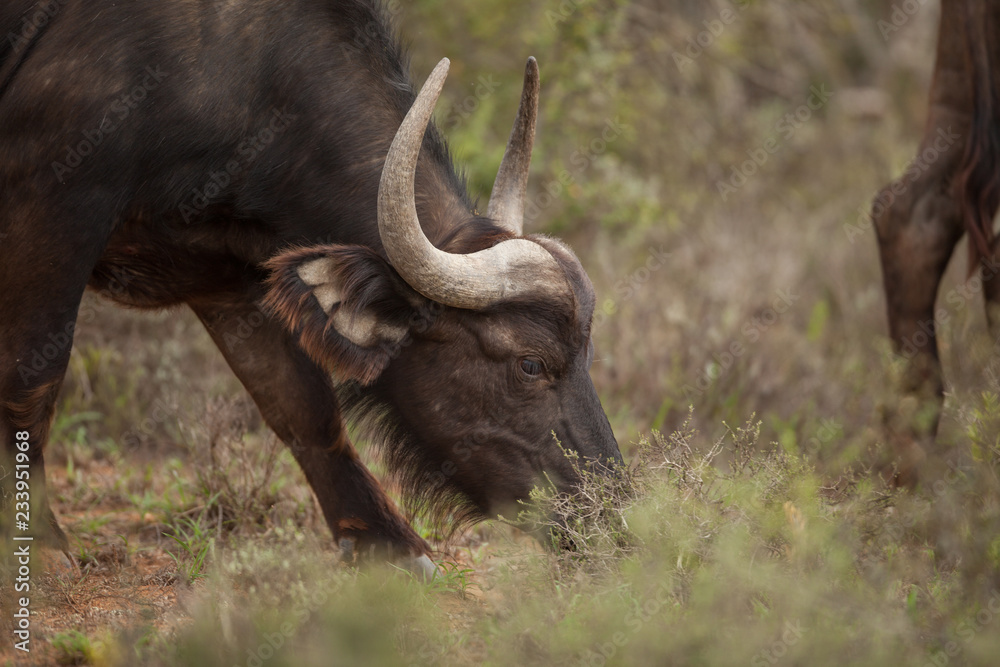 Obraz premium Feeding buffalo