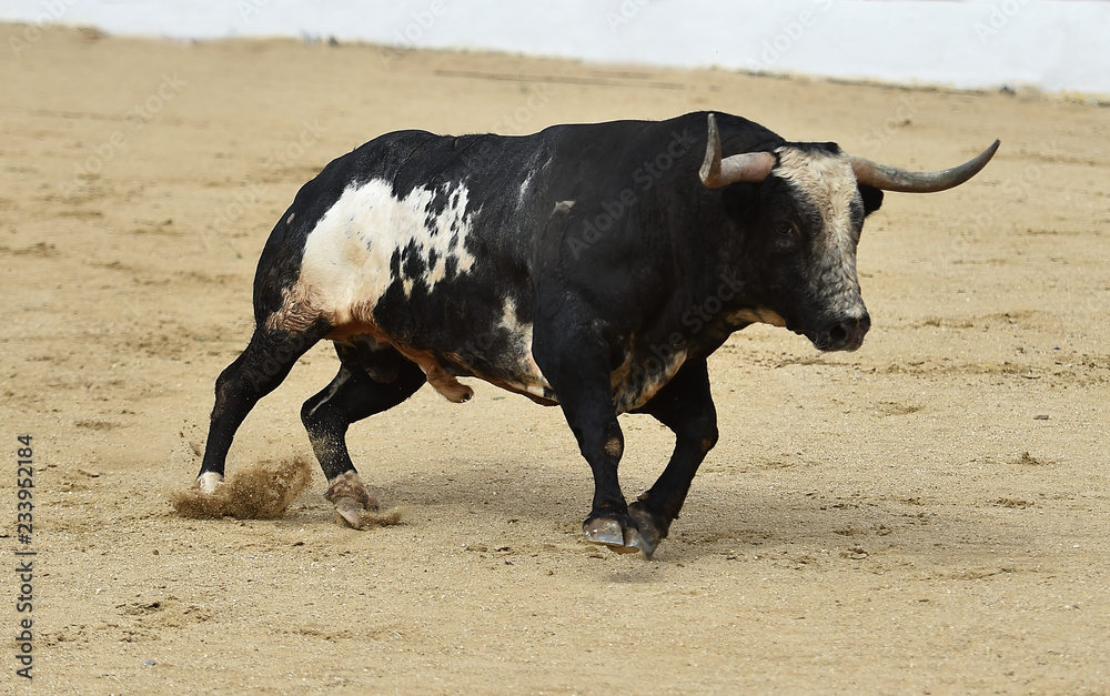 spanish bull running in bullring spanish bull running in bullring