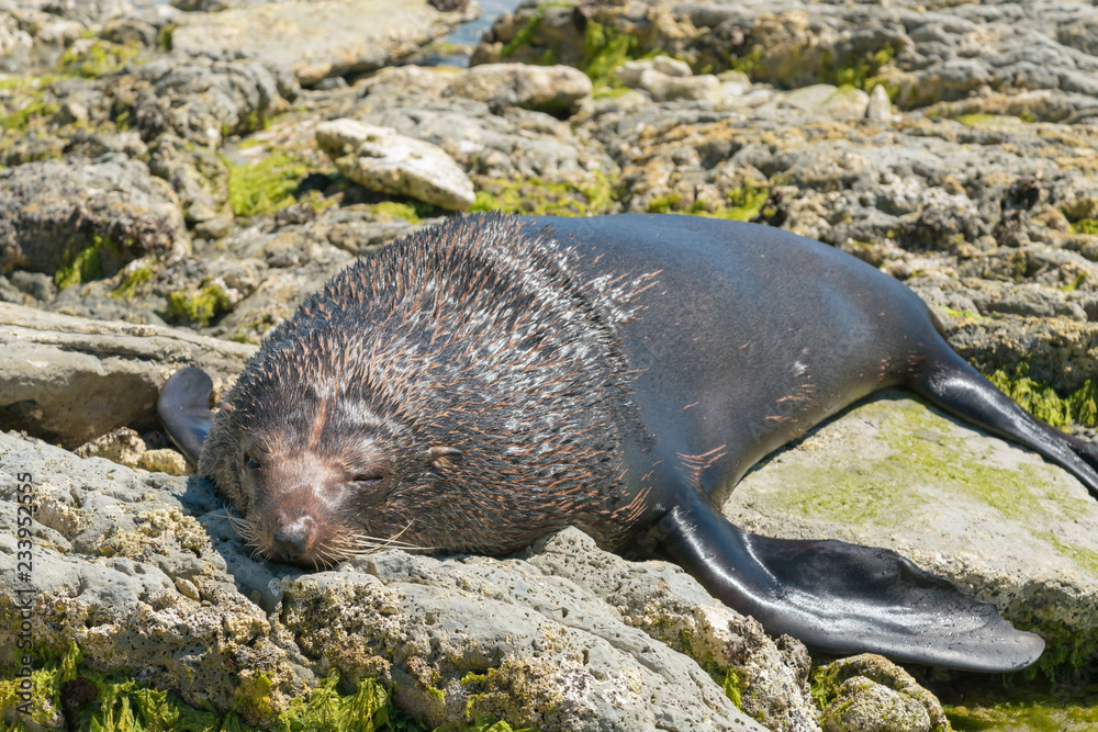 Fototapeta premium Śliczna śpiąca foka na wybrzeżu morskim, zwierzę morskie