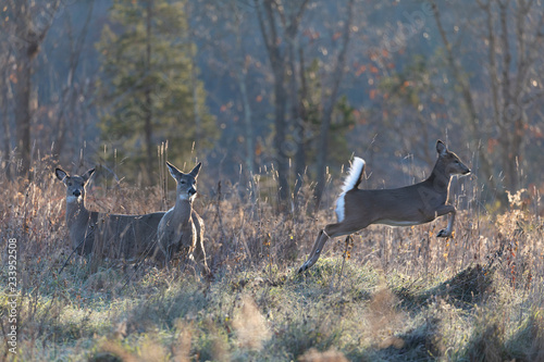 White-tailed deer. © Randy Klimek