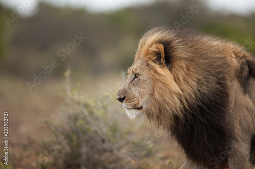 Lion Portrait