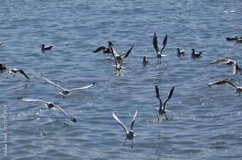 Gaviota,  aves marinas costeras. © ANTONIO AYUSO