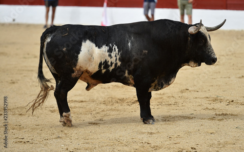 toro en españa