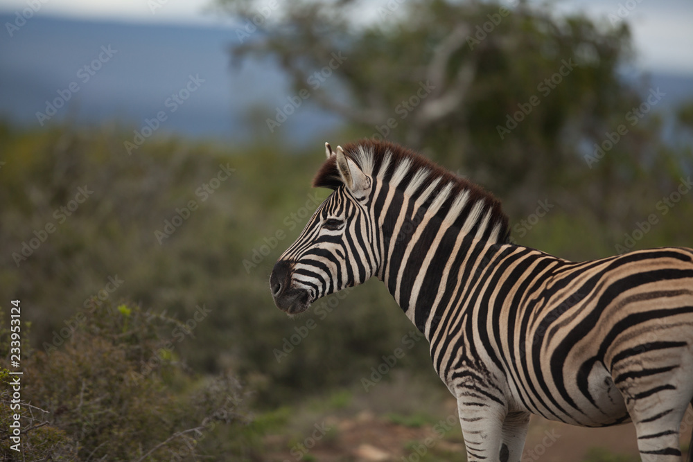 Fototapeta premium Zebra portrait