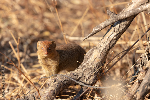 Slender mongoose in the wild photo