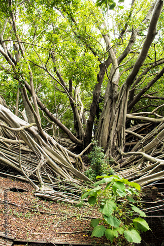 Banyan Tree von vorne