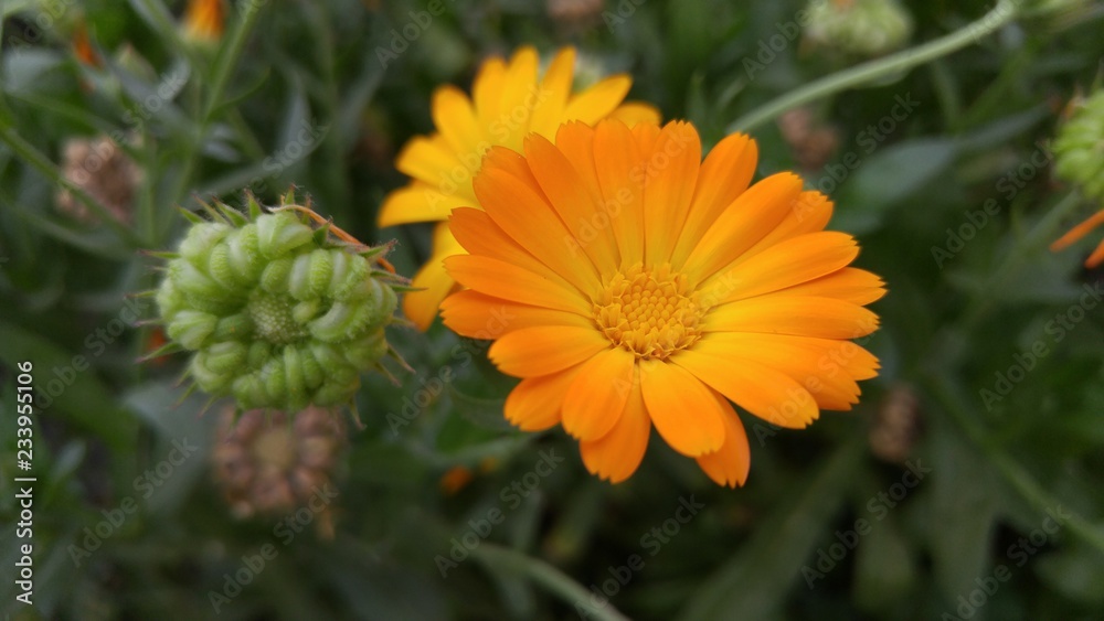 Orange flowers in the garden. Calendula 1 Orange flowers in the garden. Calendula 1