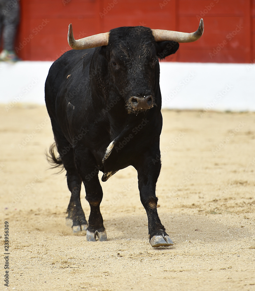 toro español corriendo en plaza de toros toro español corriendo en plaza de toros