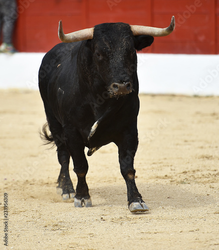 toro español corriendo en plaza de toros