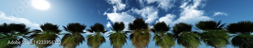 Palm trees on a background of sky with clouds, a row of palm trees in a panorama,

