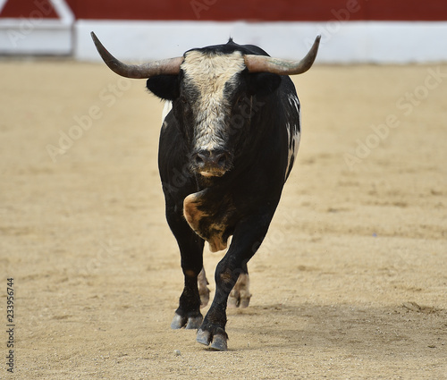 toro español corriendo en plaza de toros