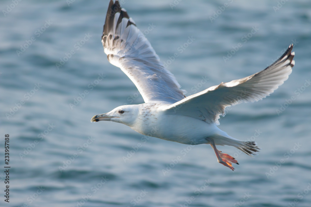 Caspian gull flying above the blue ocean in the netherlands Caspian gull flying above the blue ocean in the netherlands