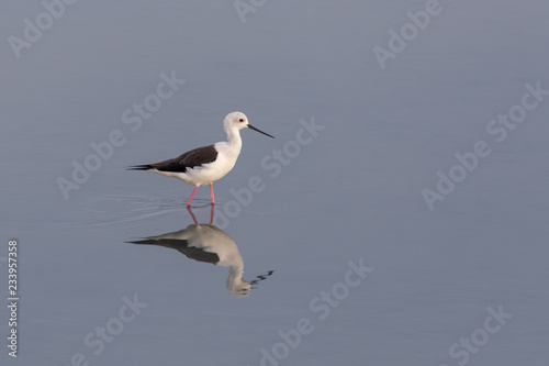 Black Winged Stilt in search of food in the calm waters of Dubai, United Arab Emirates.