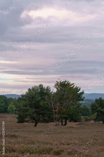 Besenheide Heidekraut blüht bei Sonnenuntergang in der Mehlinger Heidelandschaft