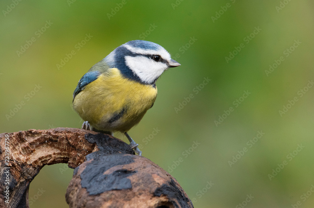 Fototapeta premium Cinciarella