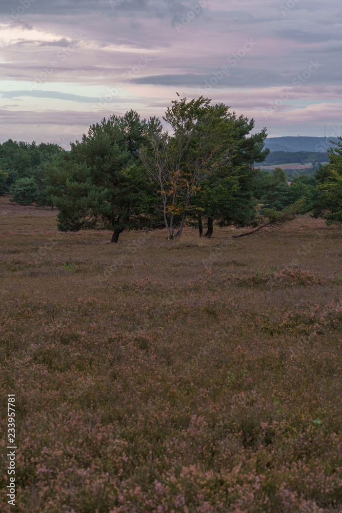 Fototapeta premium Besenheide Heidekraut blüht bei Sonnenuntergang in der Mehlinger Heidelandschaft