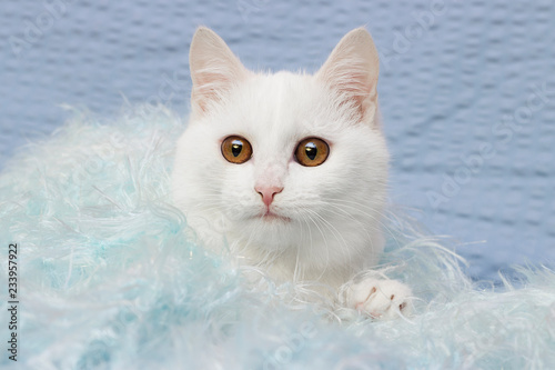 white cat on a fluffy blanket