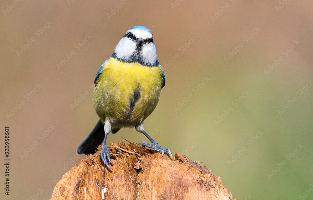 Obraz premium Cinciarella