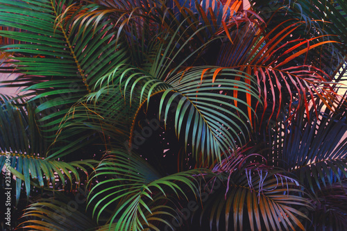 palm leaves, colorful photo