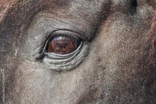 closeup of horses eye