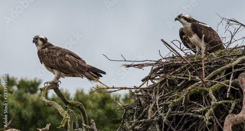 Ospreys