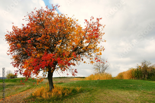 autumn trees