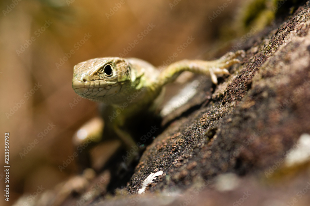 Fototapeta premium lizard