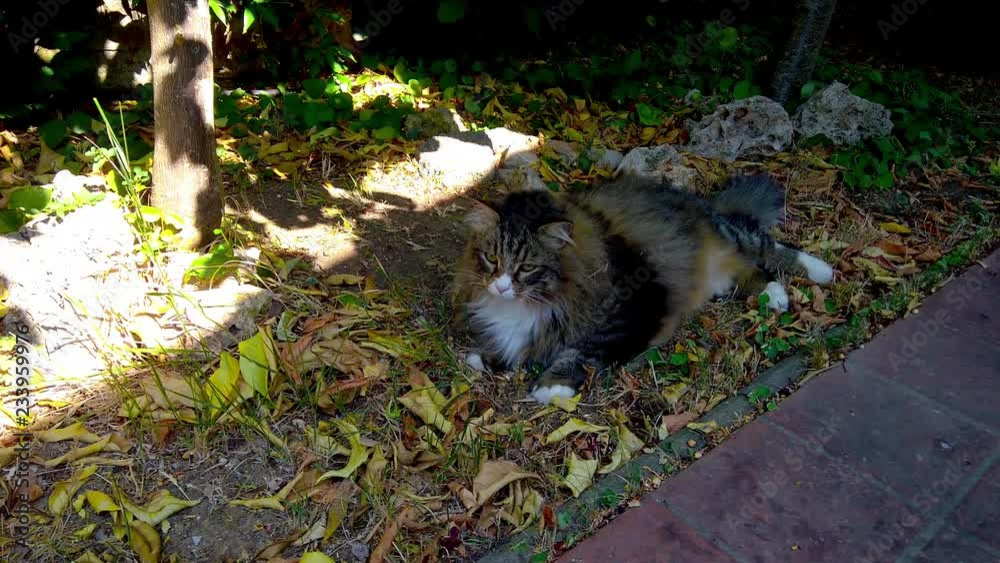 Siberian Cat Lying On The Ground Siberian Cat Lying On The Ground