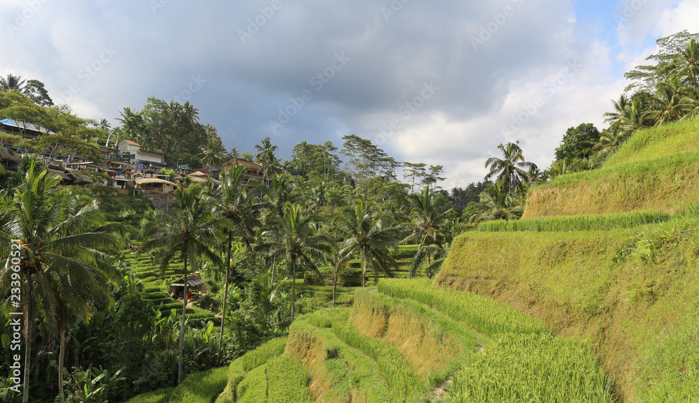 Terraced rice fields in Asia, Bali