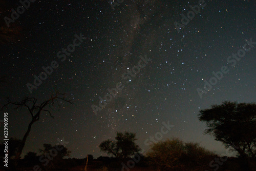 Nachthimmel über Bäumen, Kalahari 
