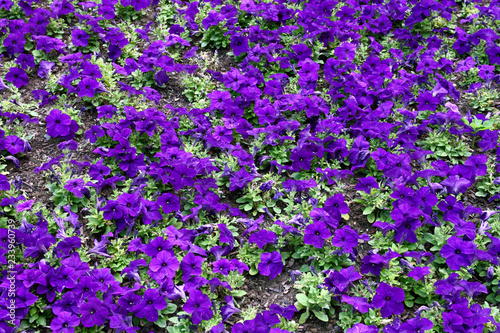 A multitude of blue petunia flowers planted in a flower bed  background