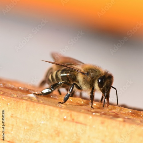 Close-up of a Honeybee 