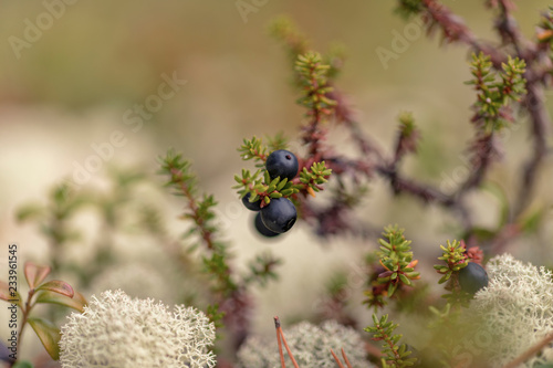 Empetrum (crowberry or black crowberry) photo