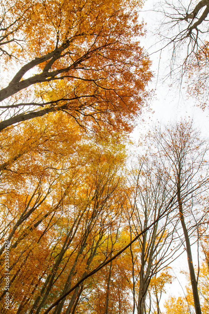 Beech forest in autumn - upward view against the sky