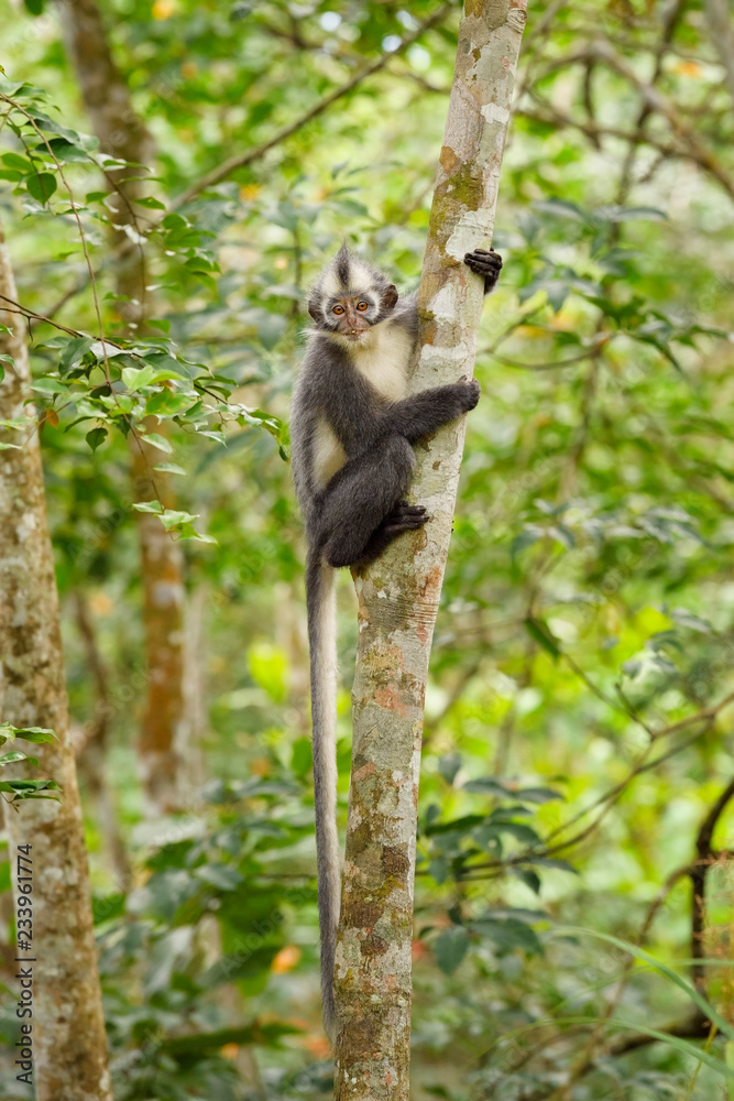 North Sumatran Leaf Monkey - Presbytis thomasi, endemic monkey from North Sumatra forests, Indonesia.