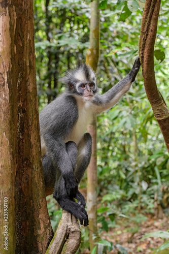 North Sumatran Leaf Monkey - Presbytis thomasi, endemic monkey from North Sumatra forests, Indonesia.