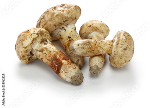 matsutake mushroom isolated on white background
