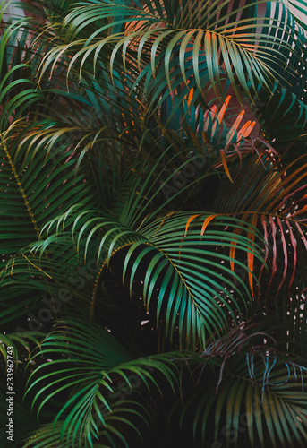 palm leaves, vertical