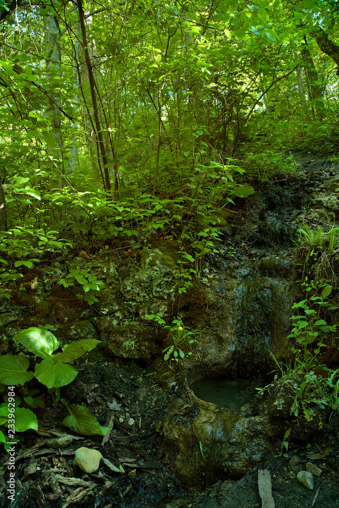 Fototapeta premium A sping pot where water gathers in the middle of a Wisconsin Forest.