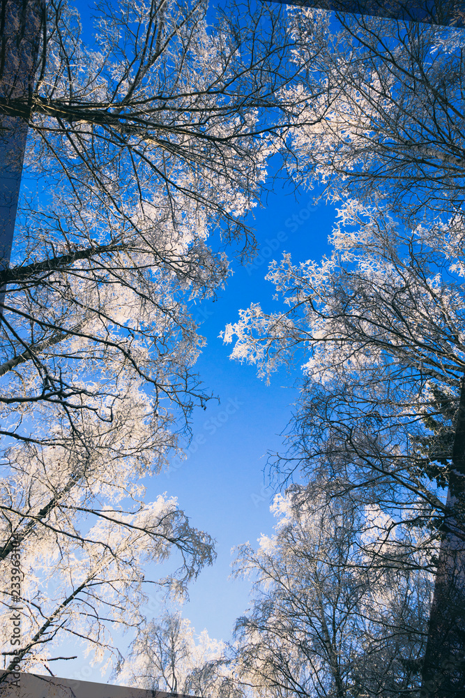 winter. it's snow, frost. landscape sunlight sunrise trees, spruce there is a road for cars winter. it's snow, frost. landscape sunlight sunrise trees, spruce there is a road for cars